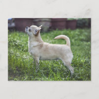 chihuahua full.png