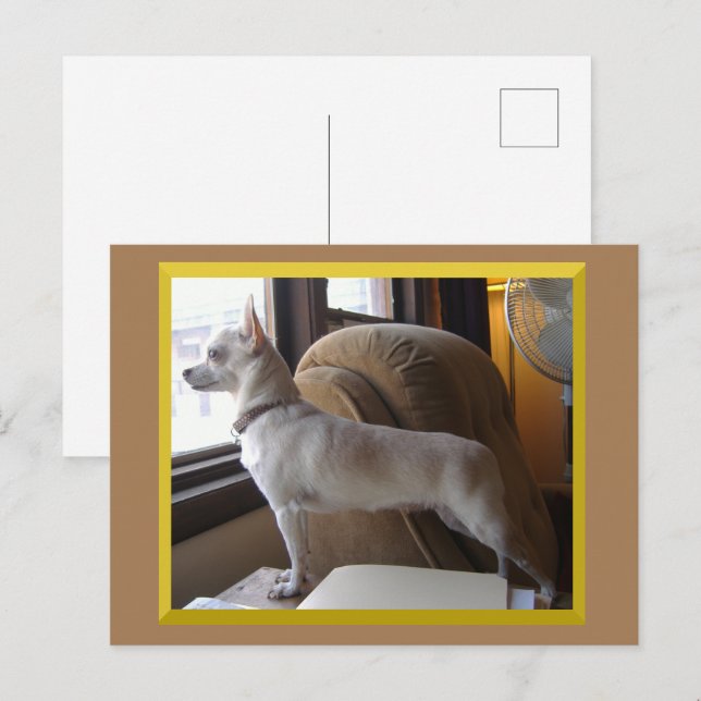 Carte Postale Chihuahua In The Office Postcard (Devant / Derrière)