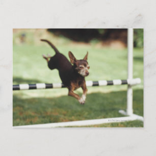 Carte Postale Chihuahua Jumping