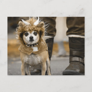 Carte Postale Chihuahua Lion avec cornes