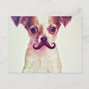 Carte Postale Chihuahua mignonne avec la moustache violet amusan