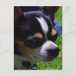 Carte postale Chihuahua Pup