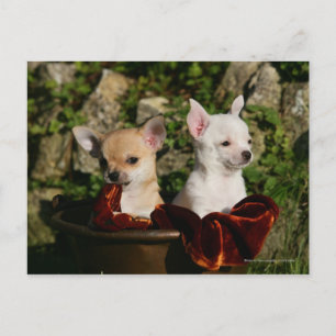 Carte Postale Chihuahua Puppies