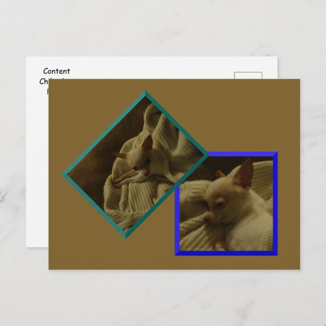 Carte postale Chihuahua Puppy (Devant / Derrière)