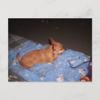Carte Postale Chihuahua se reposer