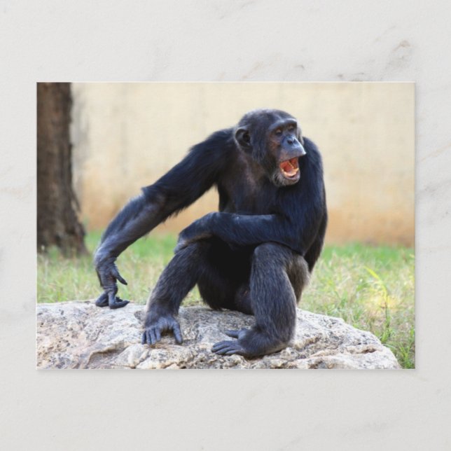 Carte postale Chimp Shouting (Devant)