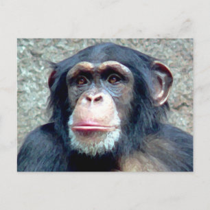 Carte Postale Chimpanzé
