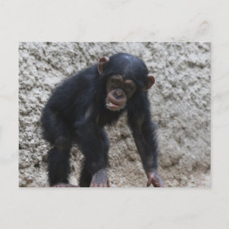 Carte Postale Chimpanzé 031