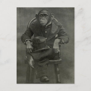 Carte Postale "Chimpanzé Dandy"