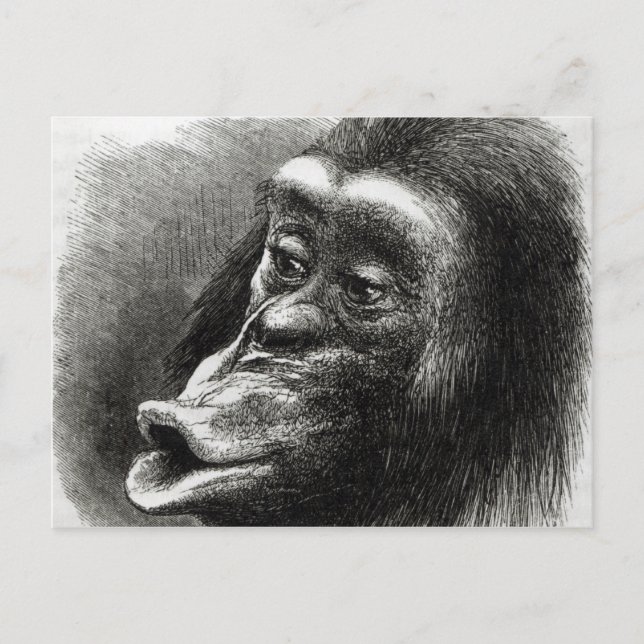 Carte Postale Chimpanzé déçu et Sulky (Devant)