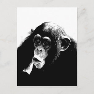Carte Postale Chimpanzé noir blanc