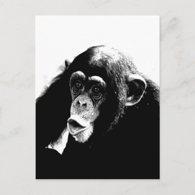 Carte Postale Chimpanzé noir blanc (Devant)