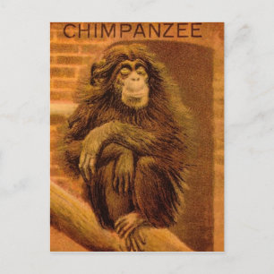 Carte Postale Chimpanzé Vintage Diapositive de lanterne magique 