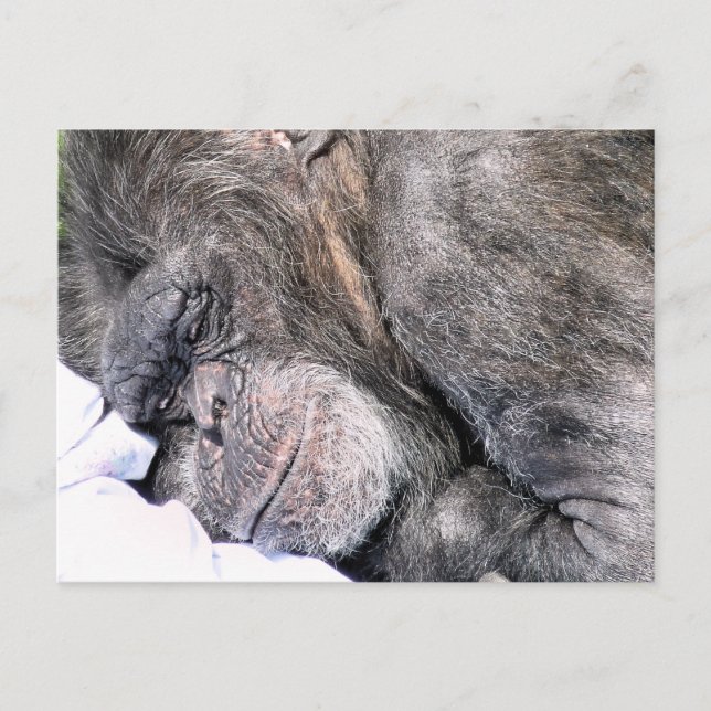CARTE POSTALE CHIMPANZEE CUTE (Devant)