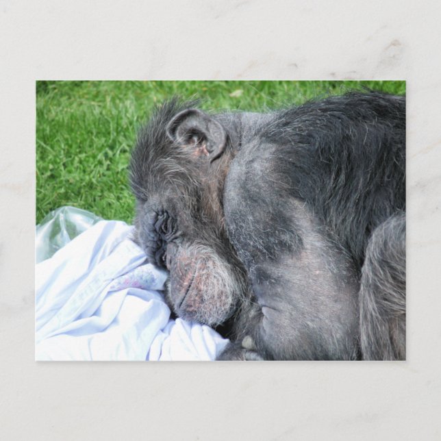 CARTE POSTALE CHIMPANZÉS (Devant)