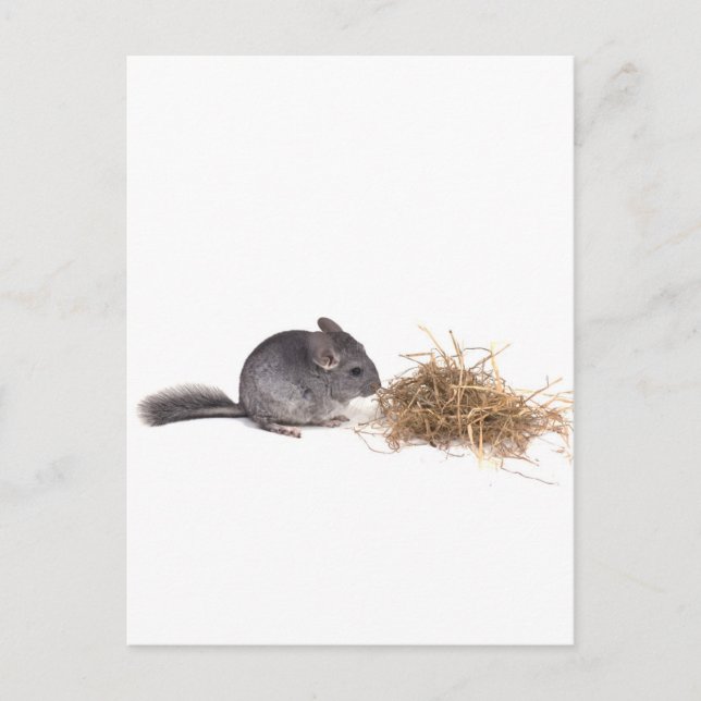 Carte Postale chinchillas (Devant)