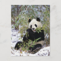 Chine, province du Sichuan. Le Panda géant se nour