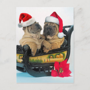 Carte Postale Chinois Shar pei avec casquettes x-mas