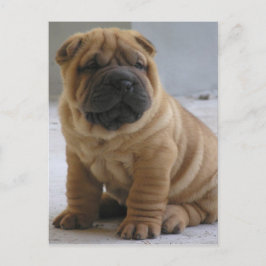 Carte postale chinoise Shar Pei