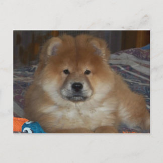 Carte Postale Chiot