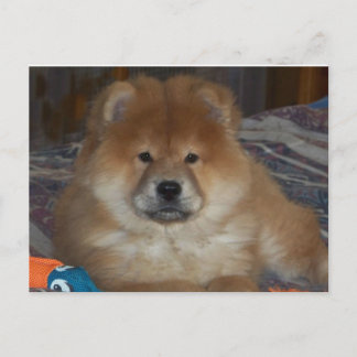 Carte Postale Chiot