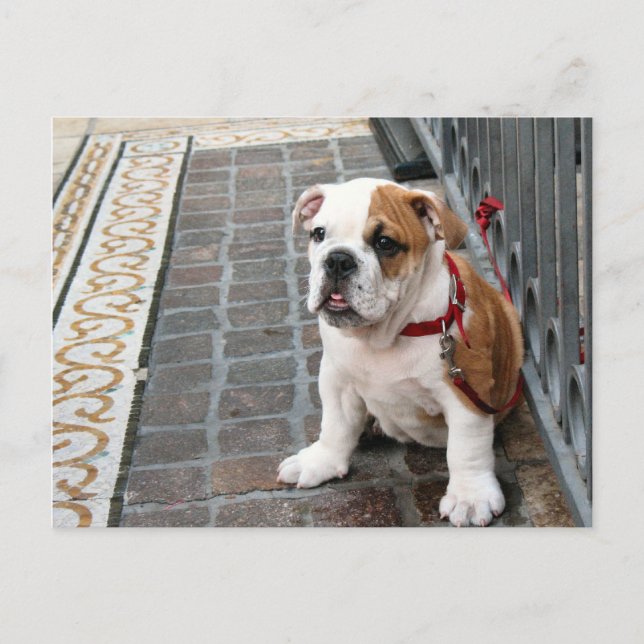 Carte Postale chiot (Devant)