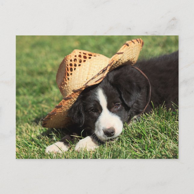 Carte Postale Chiot (Devant)