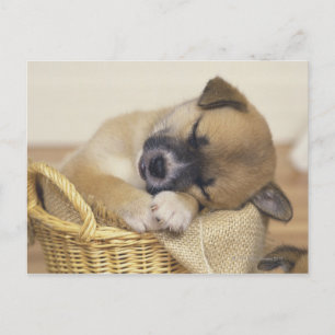 Carte Postale Chiot 3