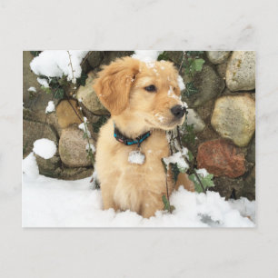 Carte Postale Chiot à neige