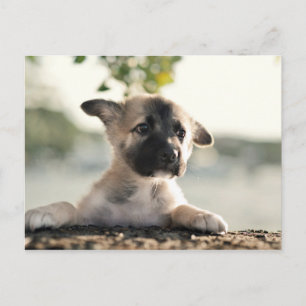 Carte Postale Chiot allemand sur la haie