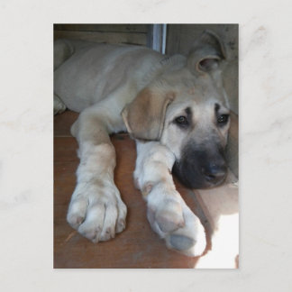 Carte Postale Chiot anatolien de berger
