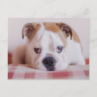 Chiot anglais timide de bouledogue