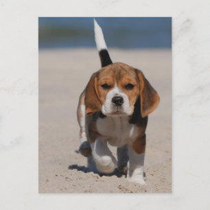 Carte Postale chiot beagle