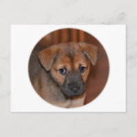 Chiot berger allemand