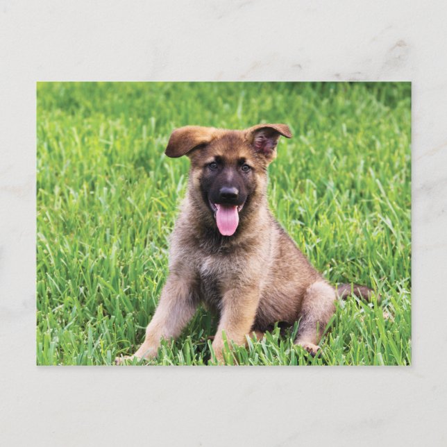Carte Postale Chiot berger allemand (Devant)
