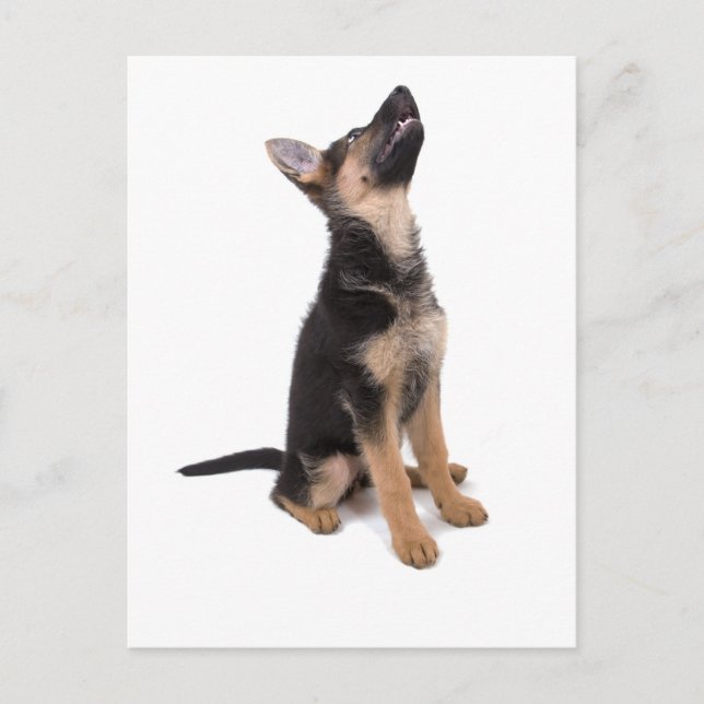 Carte Postale Chiot berger allemand (Devant)