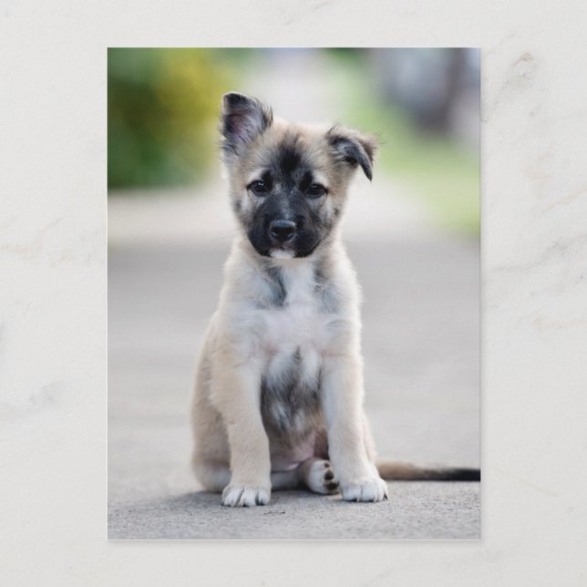Carte Postale Chiot berger allemand sur le sentier (Devant)
