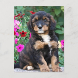 Carte Postale Chiot bernedoodle en pétunias