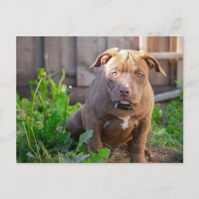 Carte Postale chiot bouledogue américain (Devant)