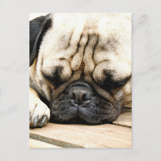 Carte Postale chiot carlin