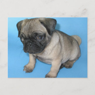 Carte Postale Chiot Carlin mignon