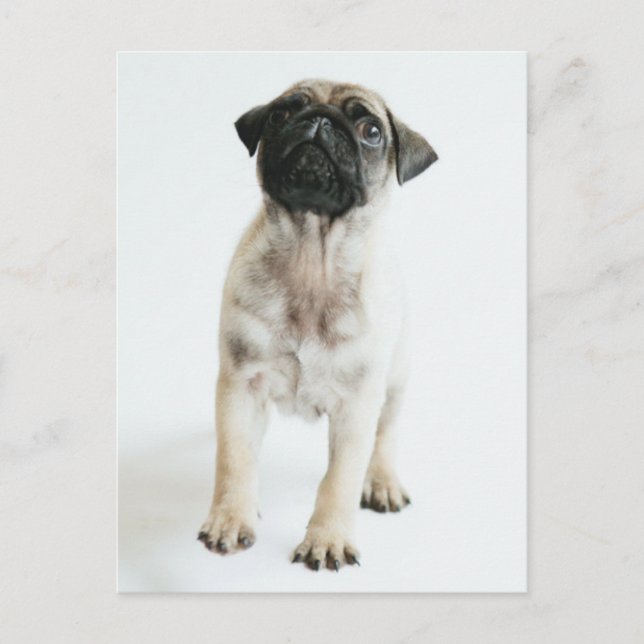Carte Postale Chiot Carlin mignon (Devant)