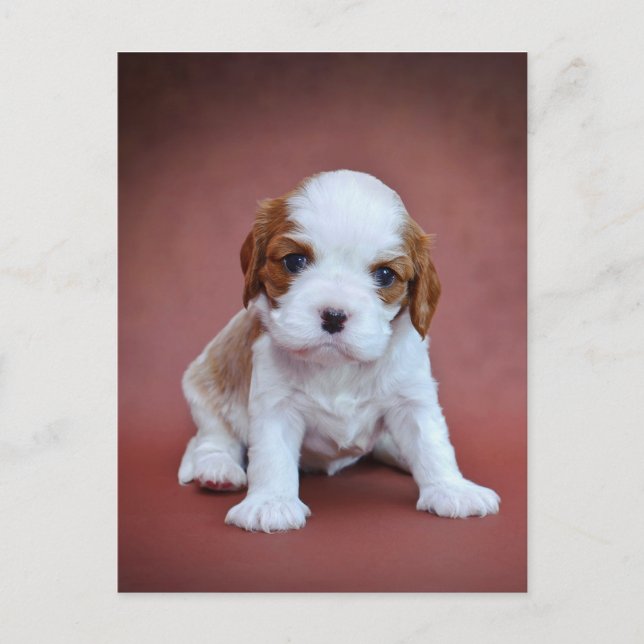 Carte Postale chiot Cavalier King Charles Spaniel (Devant)