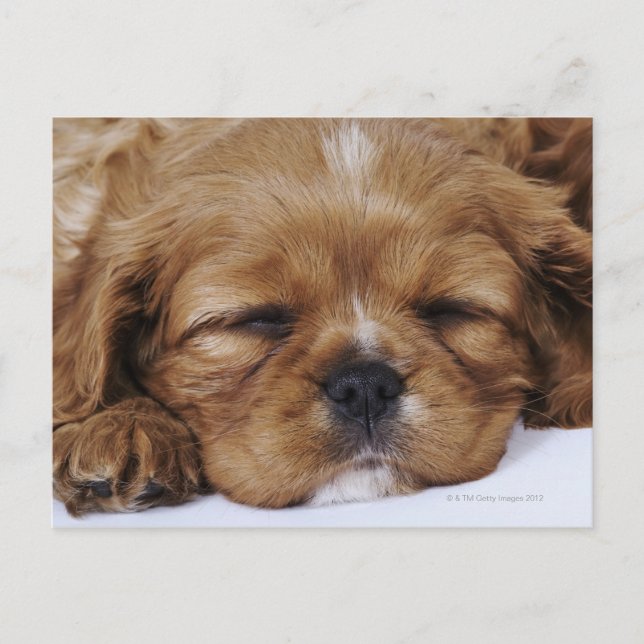 Carte Postale Chiot Cavalier King Charles Spaniel endormi (Devant)