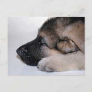 Carte postale Chiot Couché