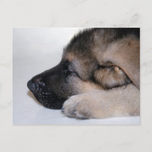 Carte postale Chiot Couché (Devant)
