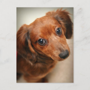 Carte Postale Chiot Dachshund