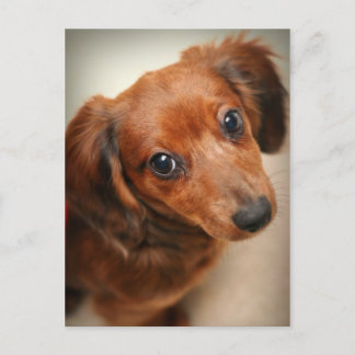 Carte Postale Chiot Dachshund