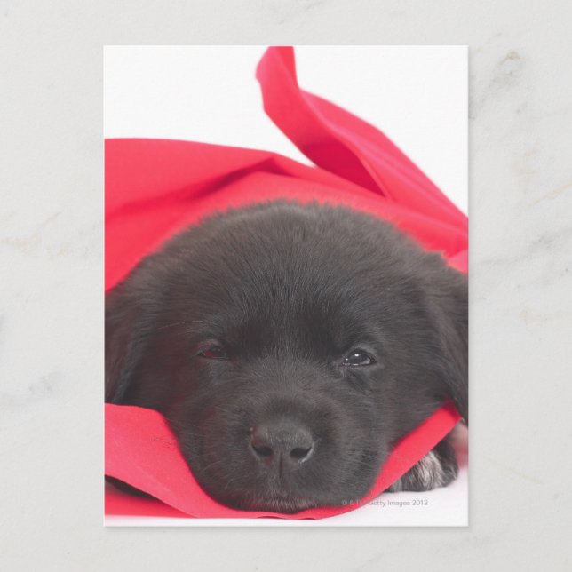 Carte Postale Chiot dans la couverture (Devant)