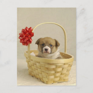 Carte Postale Chiot dans un panier